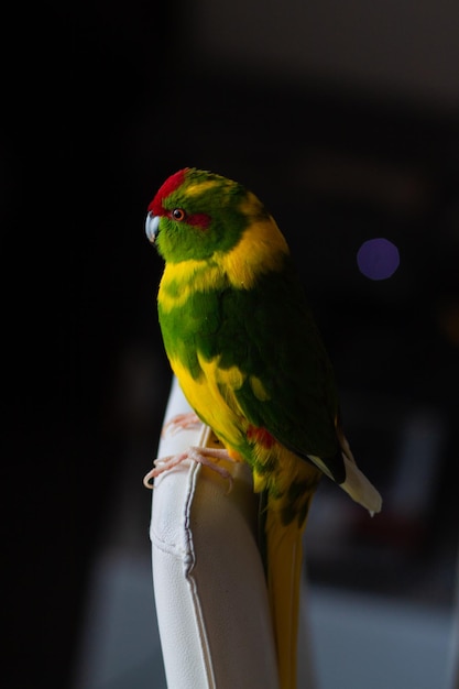 Photo kakariki parrot sitting on the wall of a chair