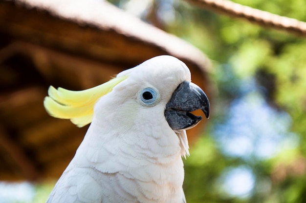 kaketoe papegaai close-up