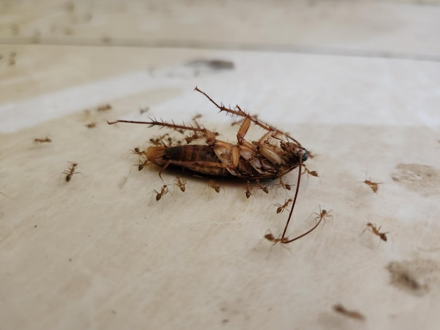 Kakkerlak ondersteboven op de vloer met mieren