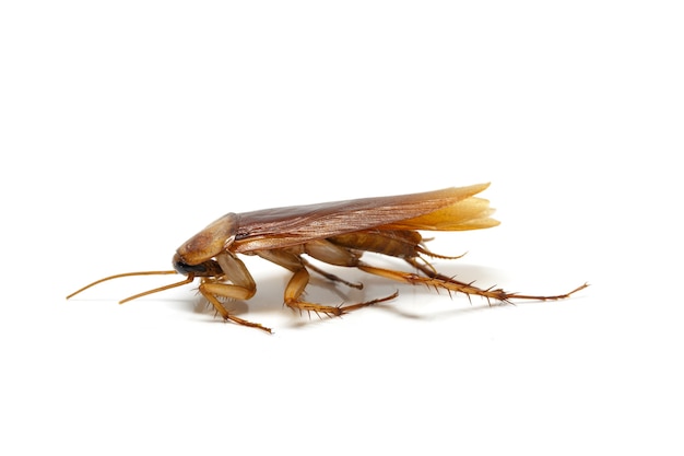 Kakkerlak op witte achtergrond