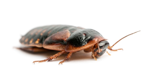 Kakkerlak tegen witte achtergrond