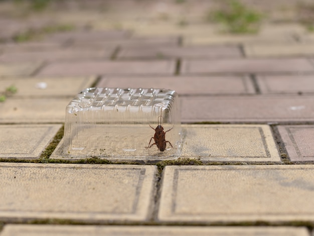 Kakkerlak zat gevangen onder een doorzichtige plastic container