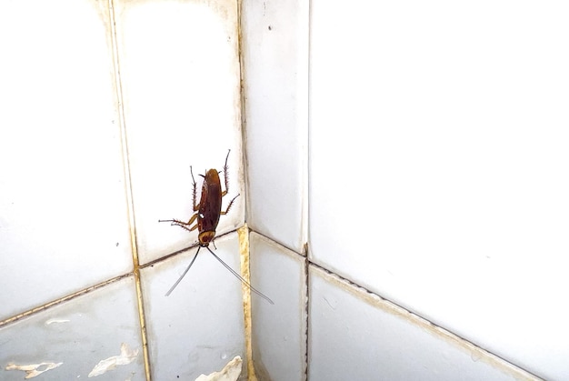 Foto kakkerlakken op de badkamermuur