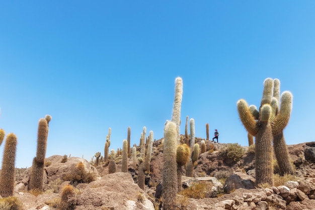 Kaktus eiland in Salar de Uyuni Bolivia Vrouwelijke toerist staat bij grote kaktussen