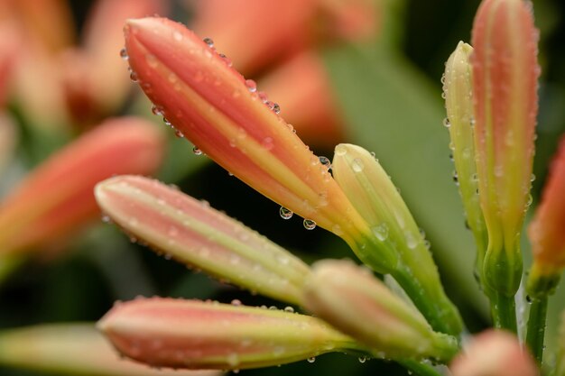 Kala flower with dew drops closeup