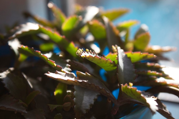 Foto kalanchoe bladeren van dichtbij verlicht door zonlicht