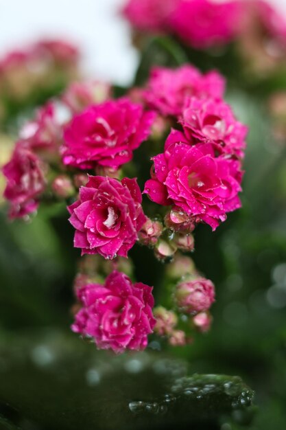 カランチョー・ブロスフェルディアナ (Kalanchoe blossfeldiana) は,花の植物の一種である.