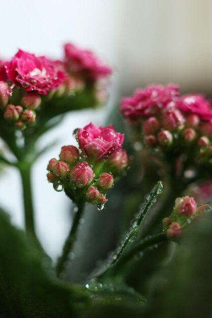 カランチョー・ブロスフェルディアナ (Kalanchoe blossfeldiana) は,花の植物の一種である.