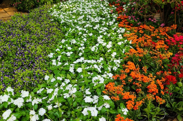 Kalanchoe blossfeldiana는 아름다운 밝은 주황색 오래 지속되는 꽃 때문에 Flaming Katie로도 알려져 있습니다.