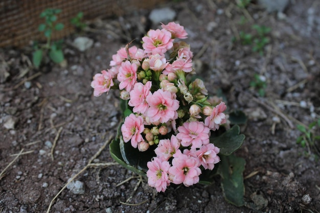 Kalanchoe blossfeldiana is an herbaceous and widely cultivated houseplant