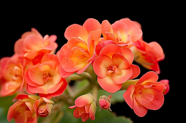 Kalanchoe Blossfeldiana