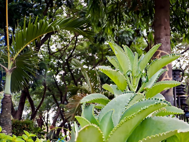 Kalanchoe daigremontiana formerly known as Bryophyllum daigremontianum and commonly called the mother of thousands