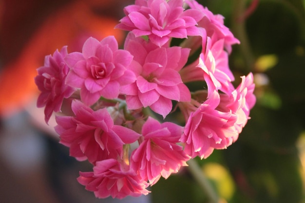 Kalanchoe. family Crassulaceae, mainly native to Madagascar and tropical Africa.