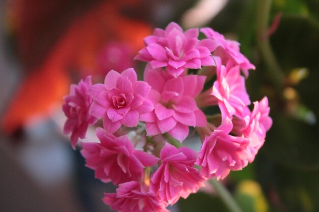 Kalanchoe. family Crassulaceae, mainly native to Madagascar and tropical Africa.