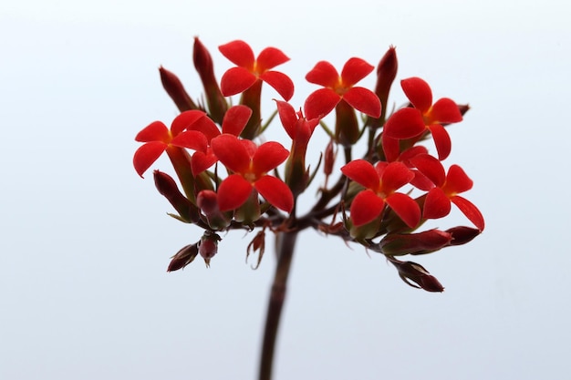 Kalanchoe flower blooming in red color