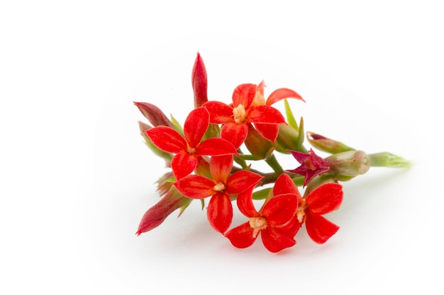 Kalanchoe i colori dei fiori della natura