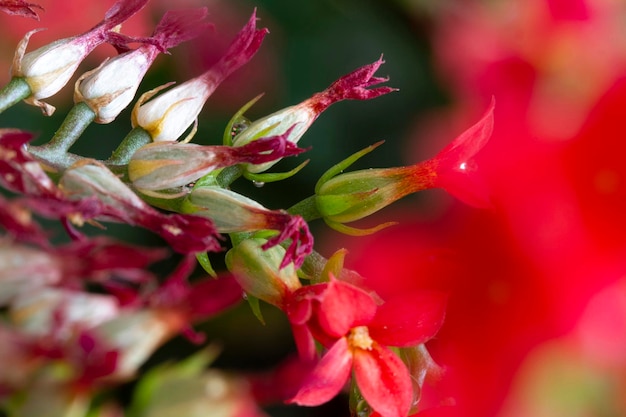 Kalanchoe Flower Colors of Nature