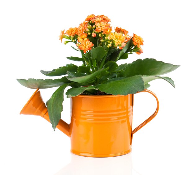 Kalanchoe flower in a orange waterpot isolated on white