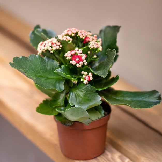 Kalanchoe 꽃 식물을 닫습니다.