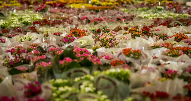 Kalanchoe flower plant foliage