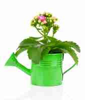 Photo kalanchoe flower in a waterpot isolated on white