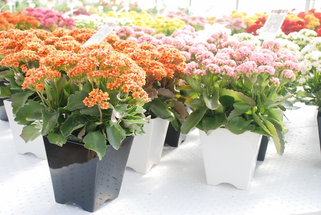 Kalanchoe pianta con fiori multicolori kalanchoe blossfeldiana kalanchoe in vaso bianco e nero