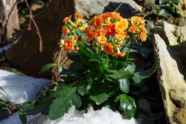 Kalanchoe plant with orange flowers on spring stony meadow