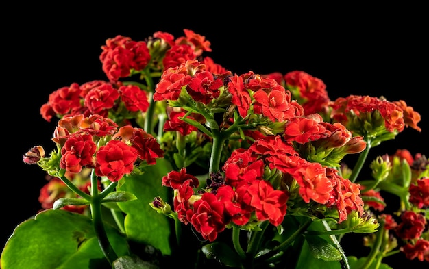 Kalanchoe rode bloemen op een zwarte achtergrond