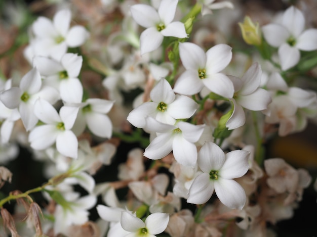 Kalanchoe (Saxifragales Crassulaceae) 식물 흰 꽃