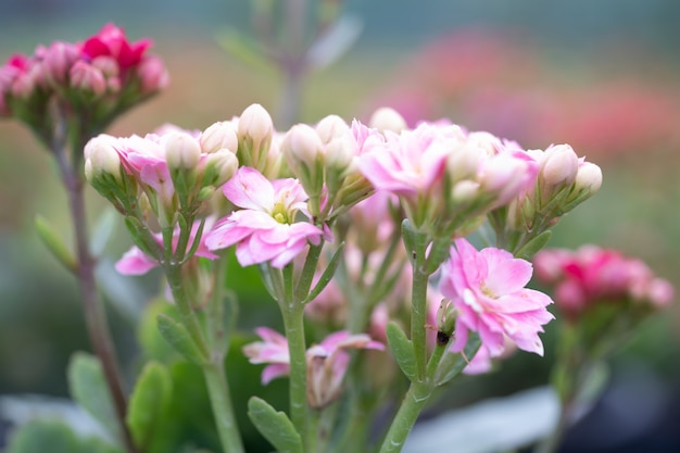 Kalanchoebloemen in tuin