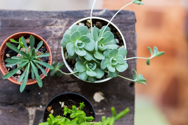 Kalanchoeplanten op houten lijst