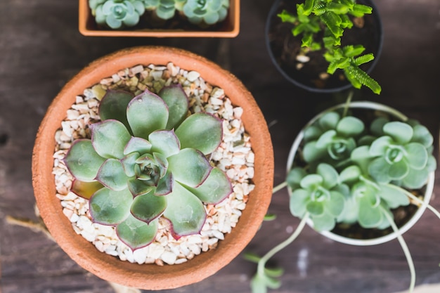 Kalanchoeplanten op houten lijst