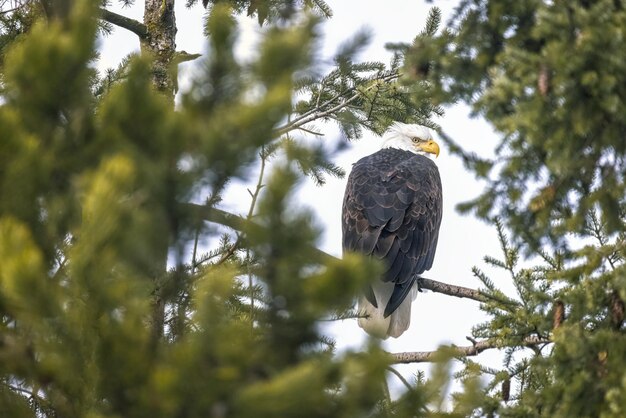 Foto kale adelaar in een boom