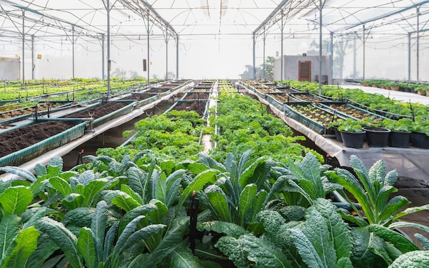 Kale and assorted lettuce in the greenhouse organic