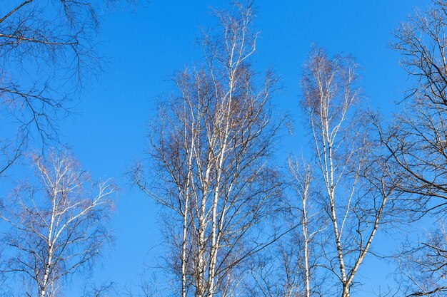 Kale berkenboomtoppen en blauwe lucht