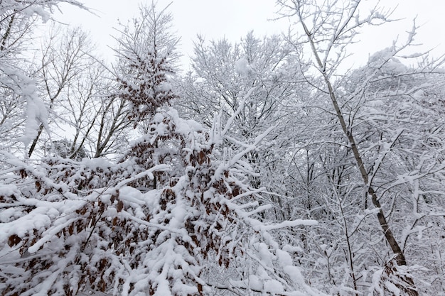 Kale bomen bedekt met sneeuw