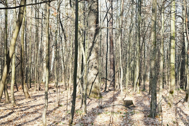 Kale bomen in herfstbos