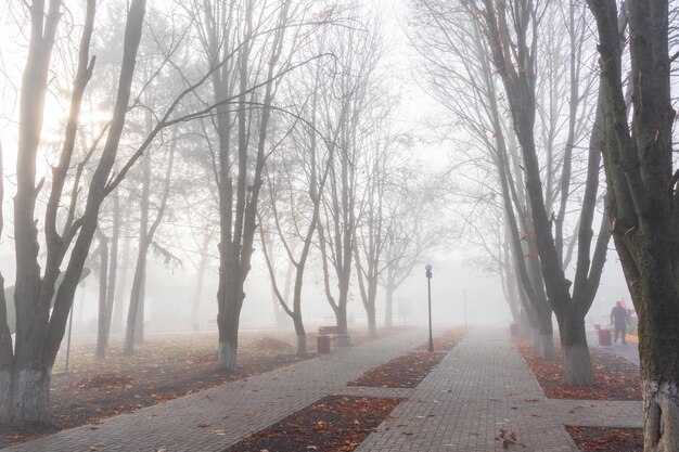 Kale bomen in zonlicht mist Park