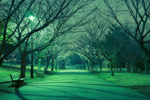 Kale bomensteeg in Japans park met rechte weg en mystieke nachtverlichting