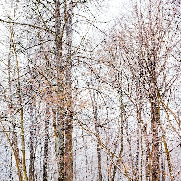 Kale boomstammen in bossen in de winter