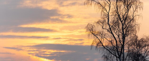 Kale boomtakken op een achtergrond van pittoreske lucht tijdens zonsondergang