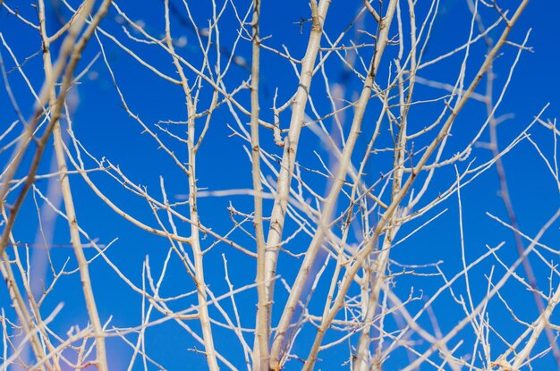 Kale boomtakken tegen een achtergrond van blauwe lucht