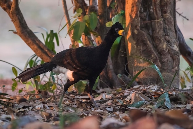 Kale Curassow in een jungle-omgeving Pantanal Brazilië