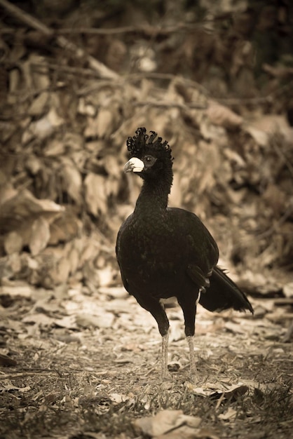 Kale Curassow in een jungle-omgeving Pantanal Brazilië