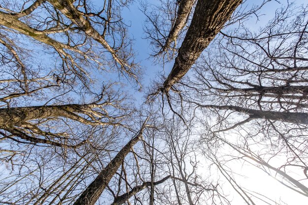 Kale kronen en onhandige takken van enorme eiken die op zonnige dag in de blauwe lucht groeien