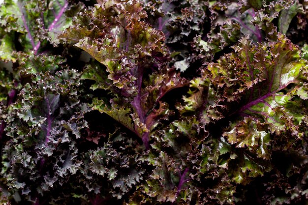 Kale leaves fresh green curly food surface