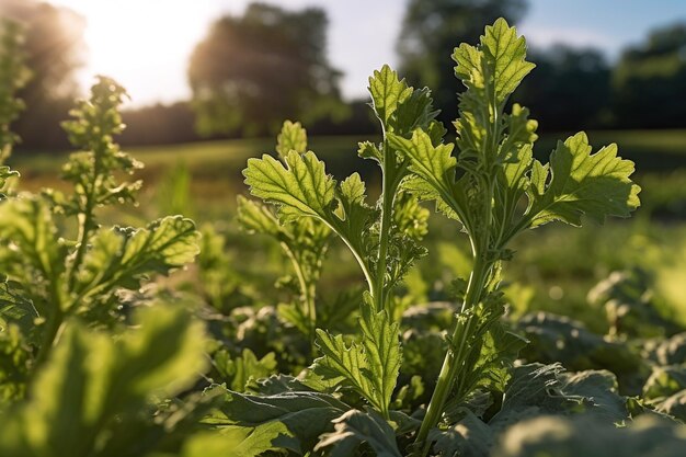 生成 AI を使用して田舎の夏の晴れた日に畑で育つケール植物