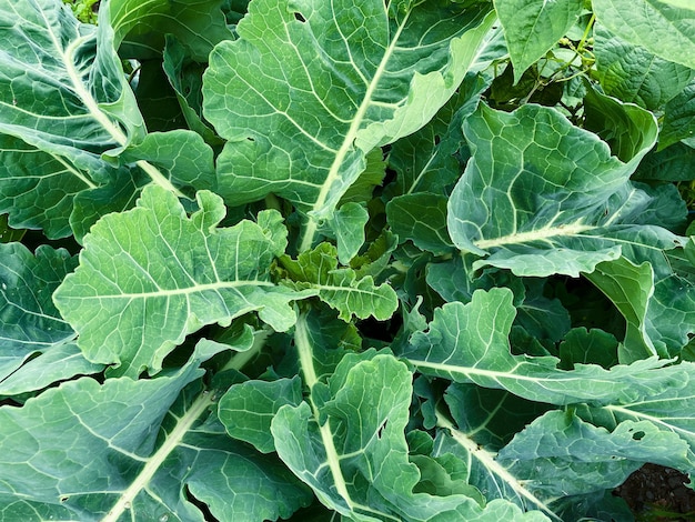 Kale plant with leaves as seen from above Copy space