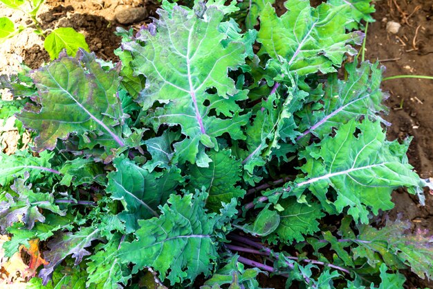 Kale plant