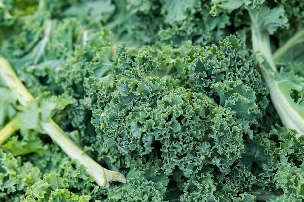 Kale salad at the market